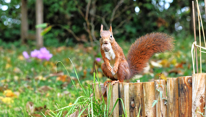 Découvrir et inviter la nature chez soi